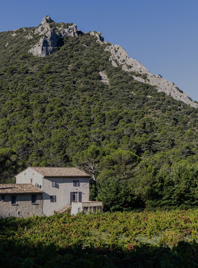 Journée immersive au coeur de nos vignobles, entre Dentelles et Ventoux, avec déjeuner inclus au Château la Croix des Pins